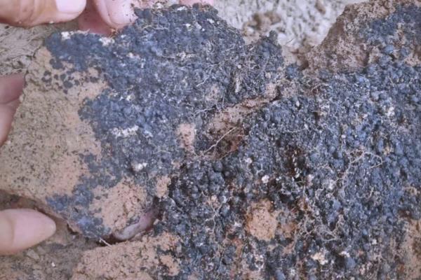 怎么种植黄豆，适合在4月份或6月份播种