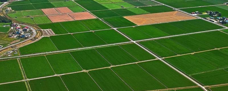农田能建大棚搞养殖吗，基本农田不可以建大棚来搞养殖