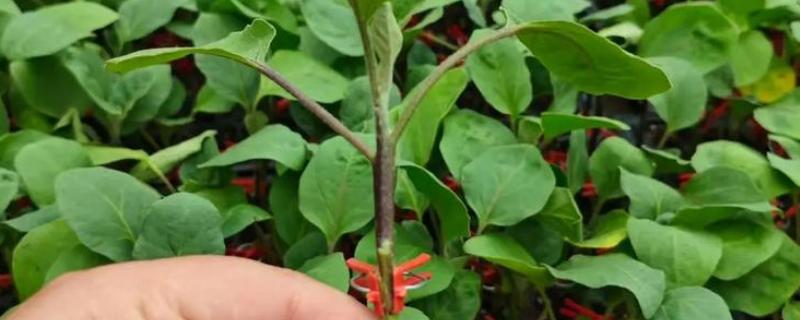 茄子的嫁接方法，以壁接、靠接、插接为主