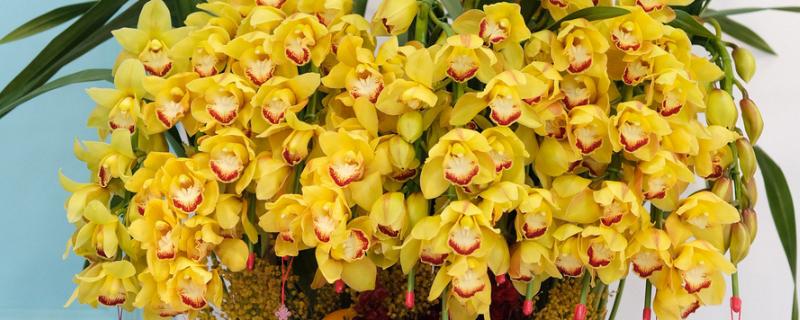 大花蕙兰没根能不能成活，失去根系会逐渐枯死