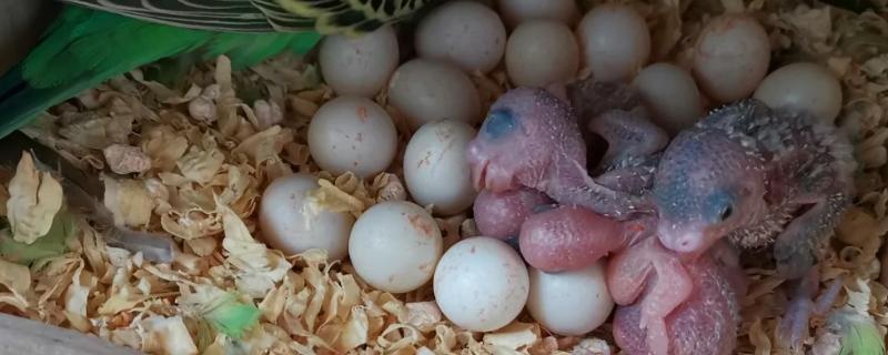 鹦鹉蛋里有叫声到破壳需要多久，还需要经过3-7天