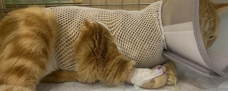 猫膀胱炎的症状，猫会不时舔尿处