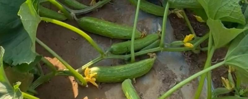 怎么种满地爬黄瓜，要选择宽阔的田地种植