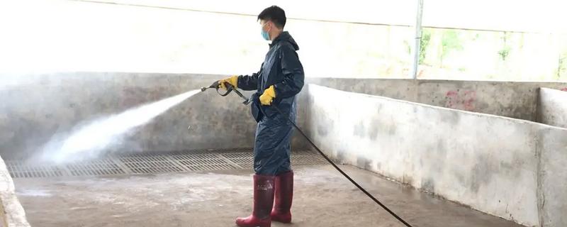 猪舍要每天冲洗吗，夏季可以每天冲洗