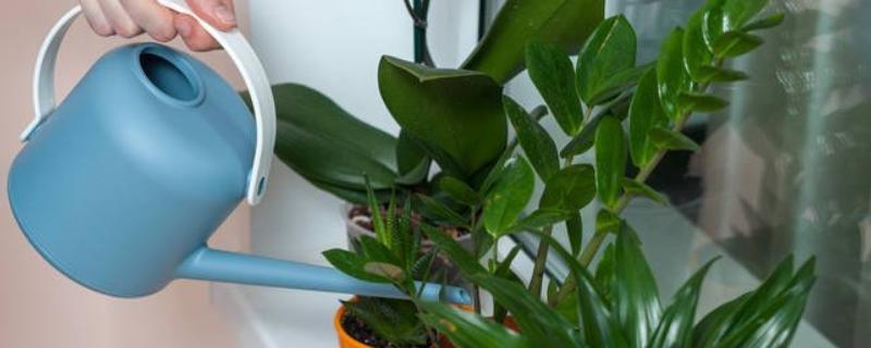 让盆栽植物茂盛生长的方法，每隔3个月要追肥一次