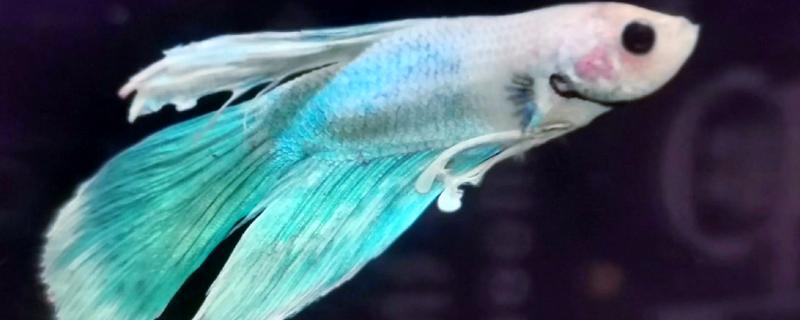 鱼尾巴畸形的原因，可能是污染所致