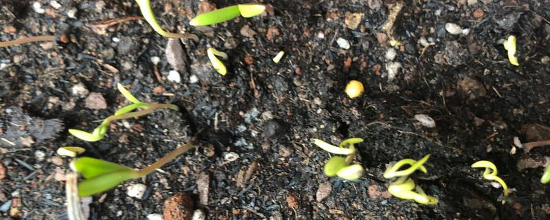 格桑花种子在几月份播种，在每年的4-6月份播种