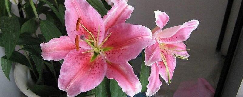 百合花叶子变黄如何处理，土壤过湿要停止浇水