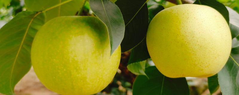 皇冠梨的产地，主要产地在河北石家庄赵县