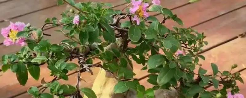 紫薇花的养殖方法，生长期对水分需求较大