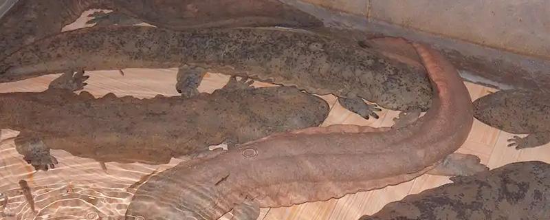 娃娃鱼怎么养殖，鱼缸一定要有充足的空间