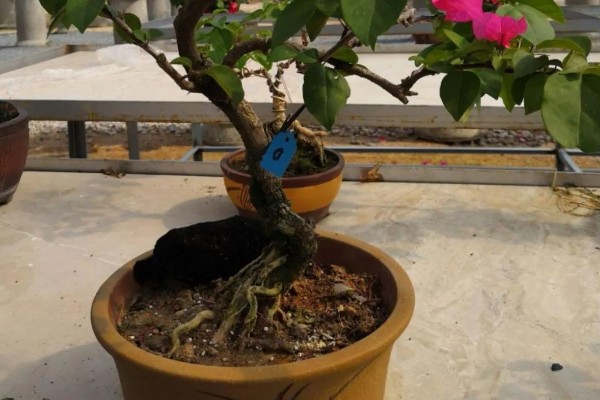 养殖三角梅的土壤，以疏松肥沃、排水良好的沙质土壤为宜