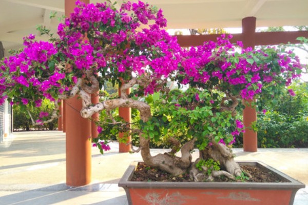 养殖三角梅的土壤，以疏松肥沃、排水良好的沙质土壤为宜