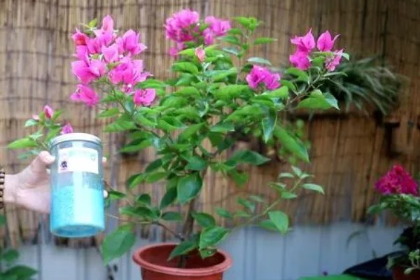 养殖三角梅的土壤，以疏松肥沃、排水良好的沙质土壤为宜