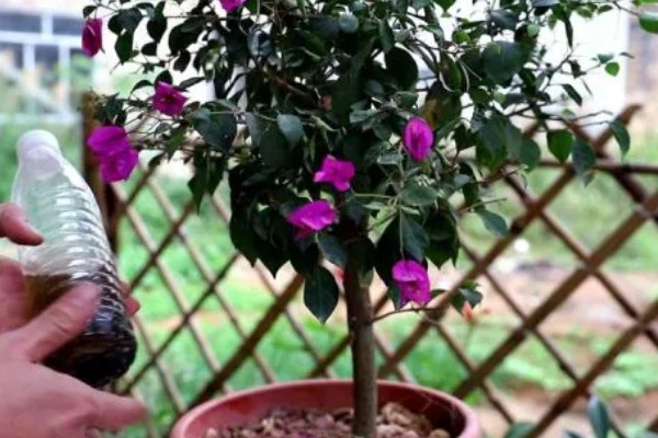 养殖三角梅的土壤，以疏松肥沃、排水良好的沙质土壤为宜