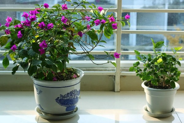 养殖三角梅的土壤，以疏松肥沃、排水良好的沙质土壤为宜