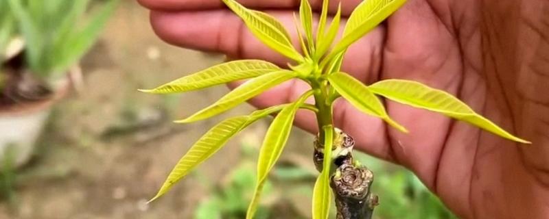 芒果如何嫁接，最好是在春季或秋季进行