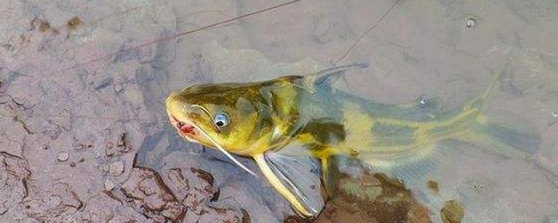 钓黄颡鱼的钓具，鱼竿建议用溪流竿