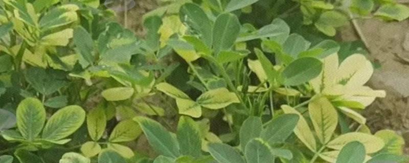 花生为什么早衰落叶，可能是病虫为害、花生脱肥等因素所致