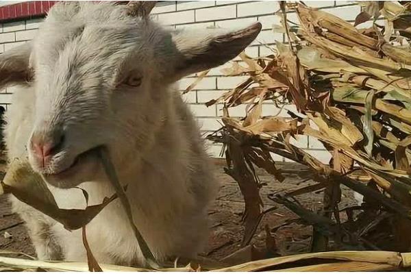 羊可以吃麦秸秆吗，羊吃麦秸秆