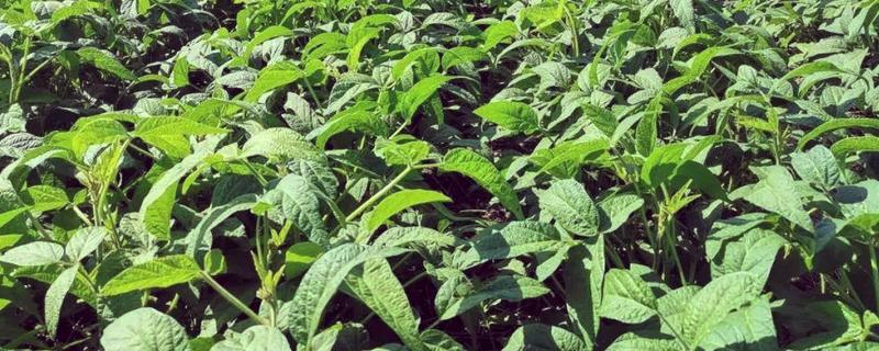 6月初适合种植哪些农作物，推荐夏玉米、夏大豆等