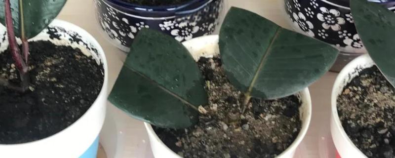 橡皮树的扦插方式，插入土壤前要对枝条下端涂抹草木灰