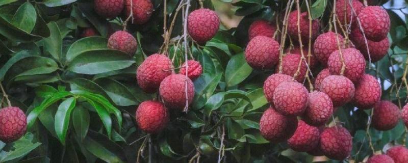 荔枝什么时候施壮果肥，在开花后到第2期生理落果之前施