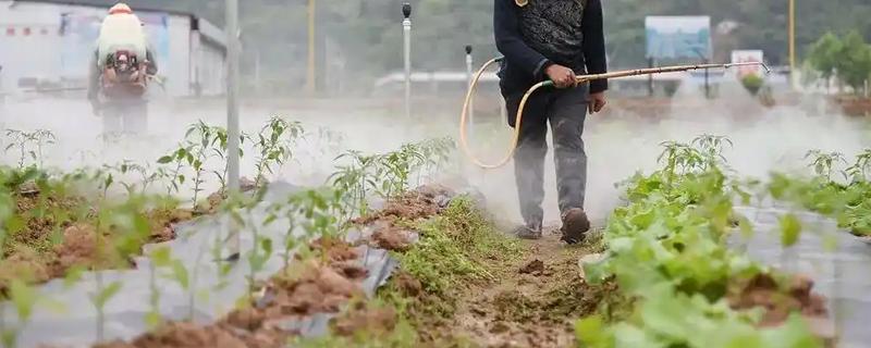 葡萄糖做叶面肥有没有效，做叶面肥有效