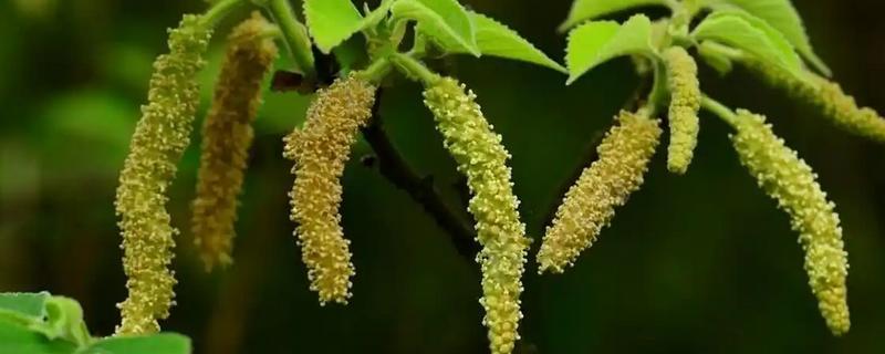 土不揪的简介，学名叫做构树