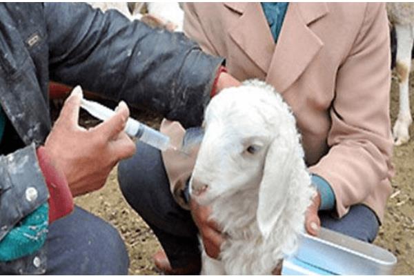 羊可以吃麦秸秆吗，羊吃麦秸秆