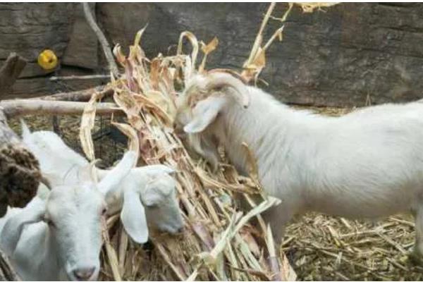 羊可以吃麦秸秆吗，羊吃麦秸秆