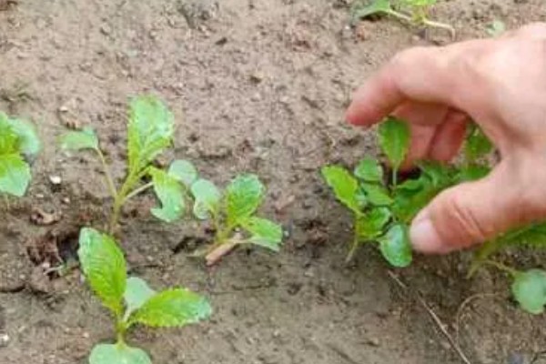 大白菜什么时候种植，早熟品种可在7-8月份播种