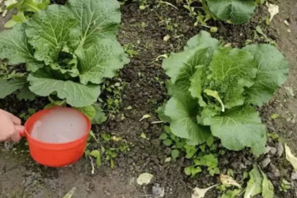 大白菜什么时候种植，早熟品种可在7-8月份播种