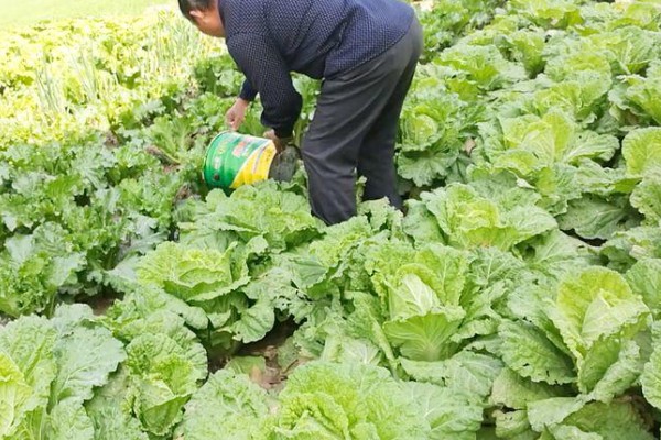 大白菜什么时候种植，早熟品种可在7-8月份播种