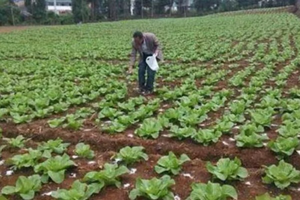 大白菜什么时候种植，早熟品种可在7-8月份播种