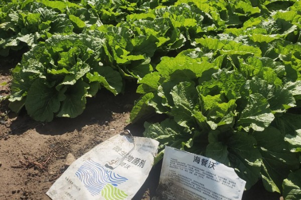 大白菜什么时候种植，早熟品种可在7-8月份播种