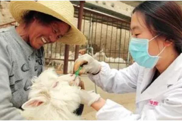 羊可以吃麦秸秆吗，羊吃麦秸秆