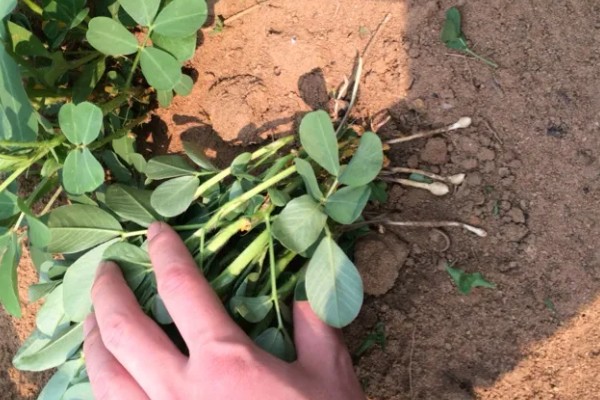 套种花生怎么管理,齐苗后要中耕