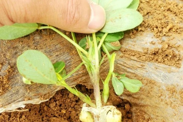 套种花生怎么管理,齐苗后要中耕