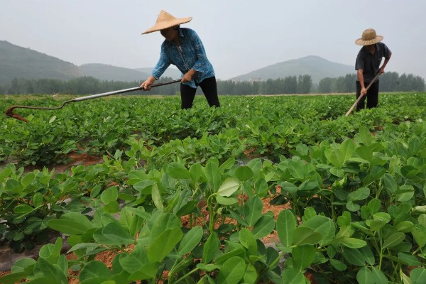 套种花生怎么管理,齐苗后要中耕