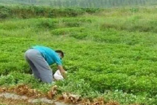 套种花生怎么管理,齐苗后要中耕