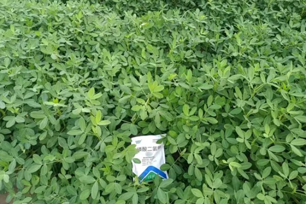 套种花生怎么管理,齐苗后要中耕