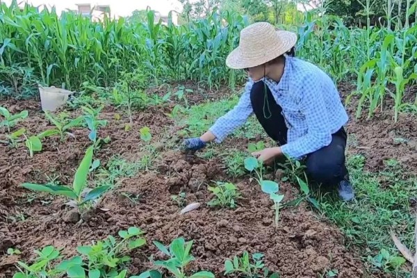 套种花生怎么管理,齐苗后要中耕