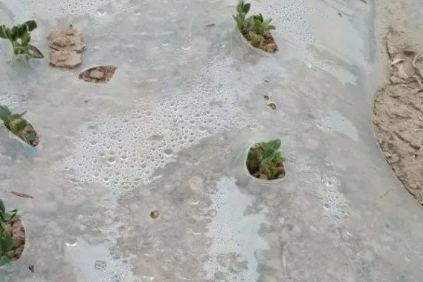 套种花生怎么管理,齐苗后要中耕