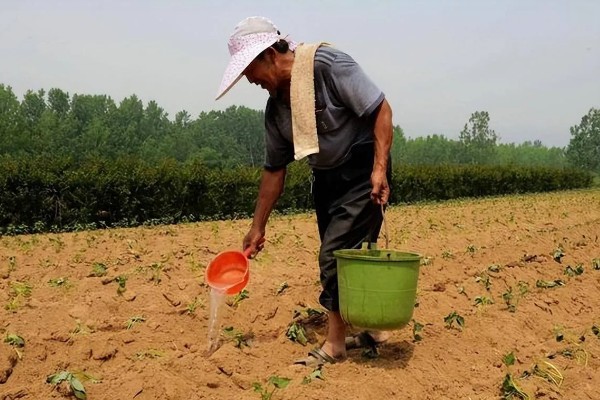 套种花生怎么管理,齐苗后要中耕