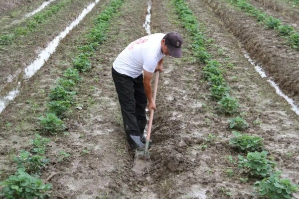 套种花生怎么管理,齐苗后要中耕