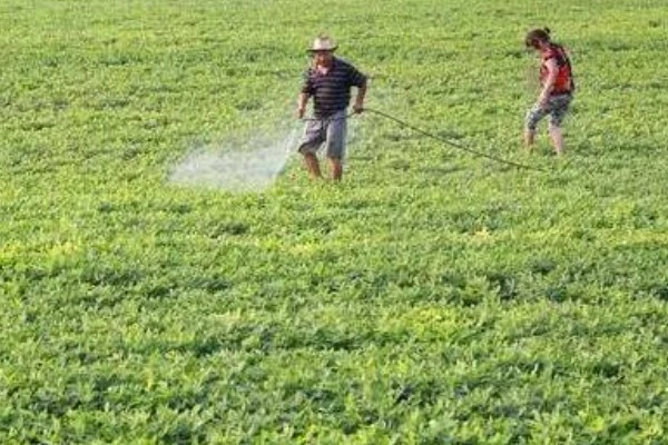 套种花生怎么管理,齐苗后要中耕
