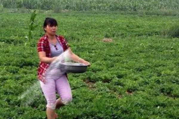 套种花生怎么管理,齐苗后要中耕