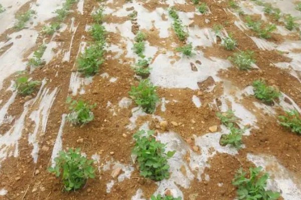 套种花生怎么管理,齐苗后要中耕