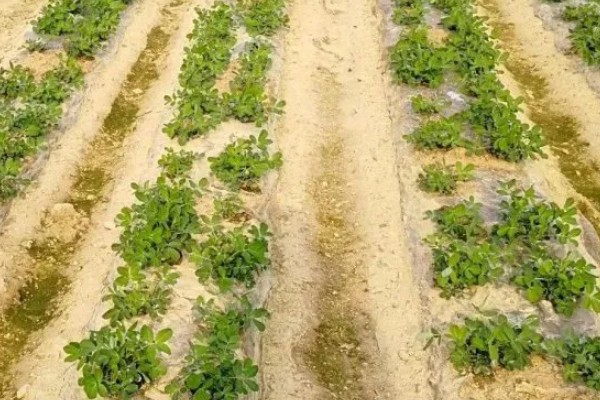 套种花生怎么管理,齐苗后要中耕